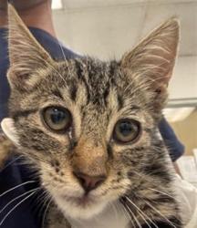 Shelter Stray Female Cat last seen , 14409 Vanowen St, Van Nuys, CA 91405, USA