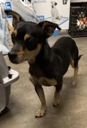 Shelter Stray Male Dog last seen , West Valley Animal Shelter, 20655 Plummer St, Chatsworth, CA 91311, USA