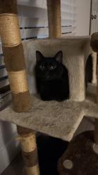Lost Female Cat last seen Interstate, Sioux City, IA 51106