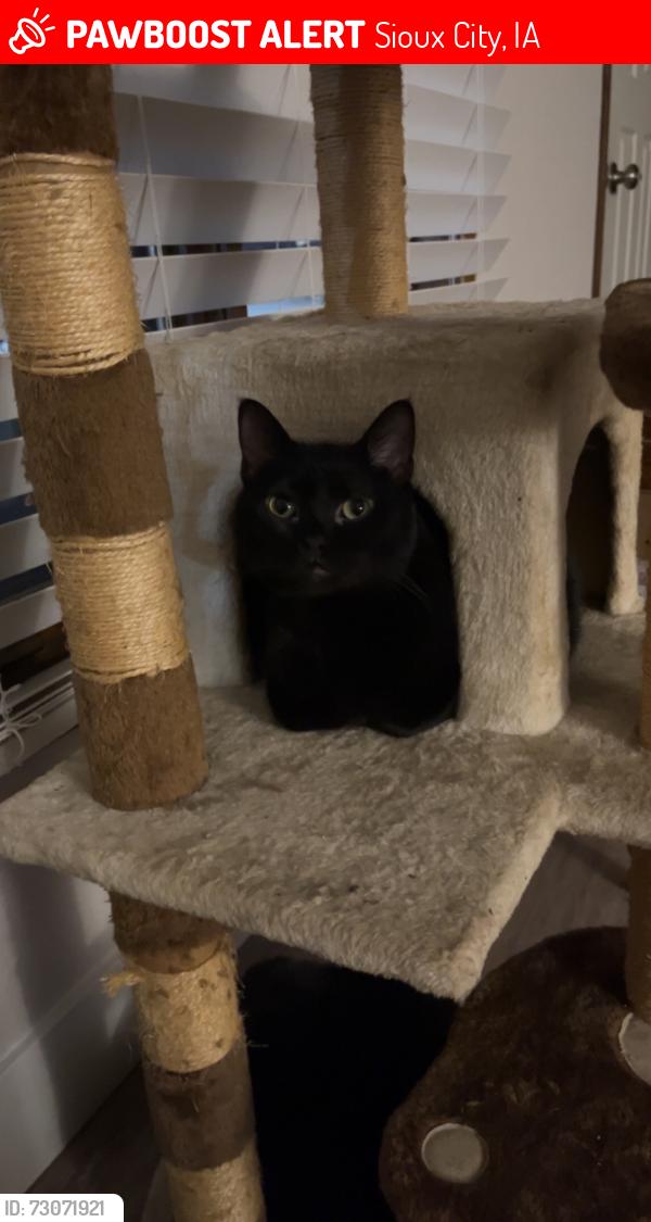 Lost Female Cat last seen Interstate, Sioux City, IA 51106