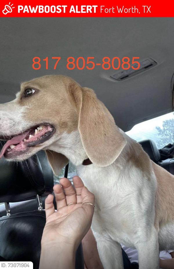 Lost Male Dog last seen Grandview dr, Fort Worth, TX 76112