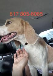Lost Male Dog last seen Grandview dr, Fort Worth, TX 76112