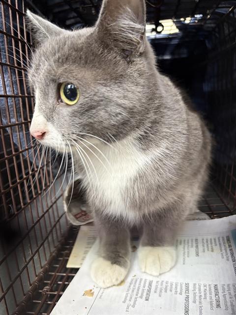 Shelter Stray Female Cat last seen Near BLOCK W RUSSETT AVE, WEST VALLEY CITY UT 84119, 4522 W 3500 S, West Valley City, UT 84120, USA