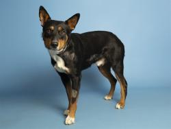 Shelter Stray Male Dog last seen S 295TH, 5501 E Van Buren St, Phoenix, AZ 85008, USA