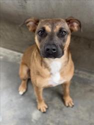 Shelter Stray Female Dog last seen , 1850 W 60th St, Los Angeles, CA 90047, USA