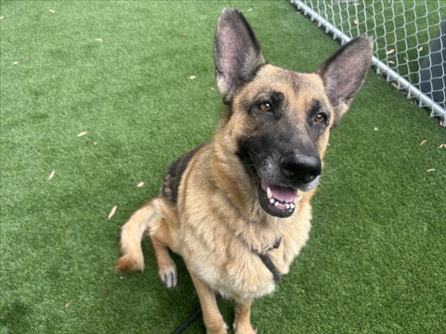 Shelter Stray Female Dog last seen , 1850 W 60th St, Los Angeles, CA 90047, USA