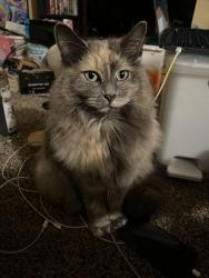 Lost Female Cat last seen Salida del Sol and Paseo del Sol West, Santa Fe, NM 87507
