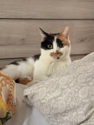 Lost Female Cat last seen Near Curtis Avenue, Lake Elsinore, CA 92530