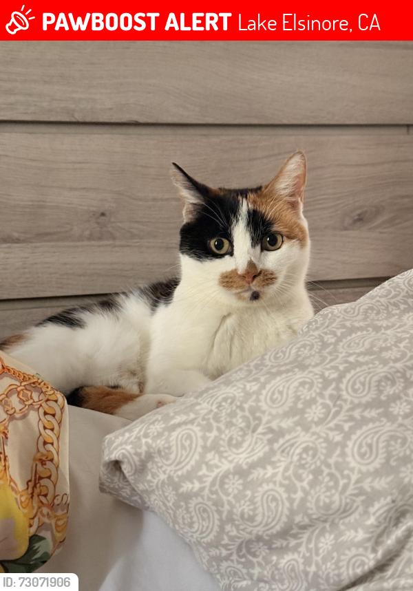 Lost Female Cat last seen Near Curtis Avenue, Lake Elsinore, CA 92530