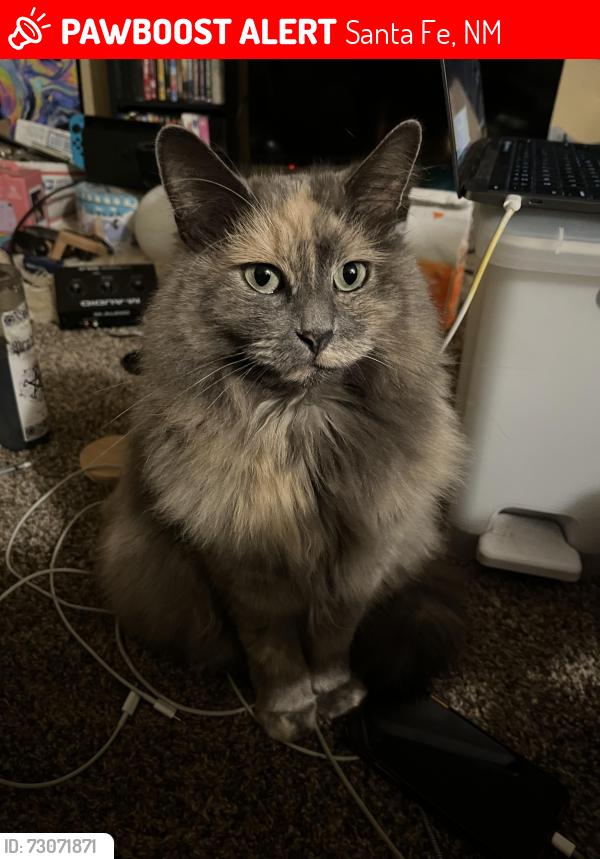 Lost Female Cat last seen Salida del Sol and Paseo del Sol West, Santa Fe, NM 87507
