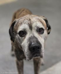 Shelter Stray Male Dog last seen , 3201 Lacy St, Los Angeles, CA 90031, USA