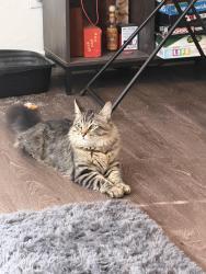 Reunited Male Cat last seen Broadway and 83rd Ave, Tolleson, AZ 85043