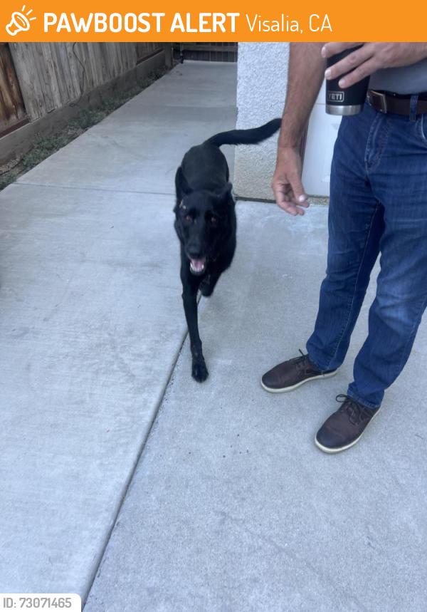 Found/Stray Unknown Dog last seen El Diamante High School, Visalia, Visalia, CA 93277