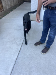 Found/Stray Unknown Dog last seen El Diamante High School, Visalia, Visalia, CA 93277