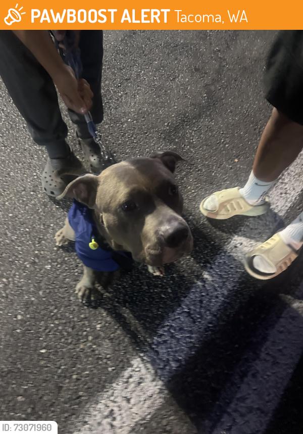 Found/Stray Male Dog last seen Exit 133 towards 38th st Tacoma, Tacoma, WA 98402