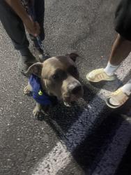 Found/Stray Male Dog last seen Exit 133 towards 38th st Tacoma, Tacoma, WA 98402