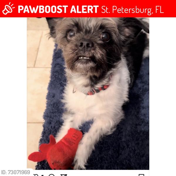 Lost Male Dog last seen 5avw and 33 at east hialeah, St. Petersburg, FL 33713