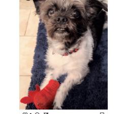 Lost Male Dog last seen 5avw and 33 at east hialeah, St. Petersburg, FL 33713