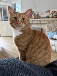 Reunited Male Cat last seen Otter closd, Bettws, Wales NP20