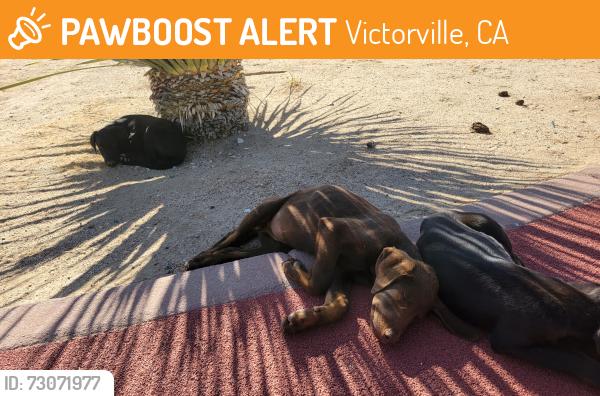 Found/Stray Unknown Dog last seen Hook Blvd. And Arlette Drive, Victorville, CA 92394