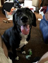 Lost Female Dog last seen Near Post Office on Murrell Rd, Rockledge, FL 32955