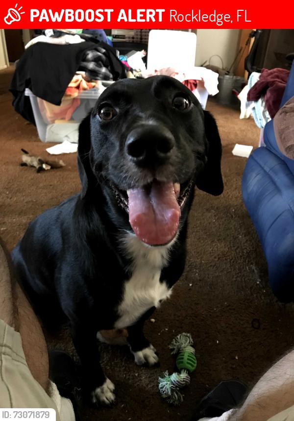 Lost Female Dog last seen Near Post Office on Murrell Rd, Rockledge, FL 32955