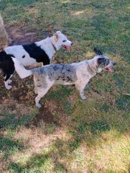 Reunited Unknown Dog last seen 14th St and Pierson, Phoenix, AZ 85014