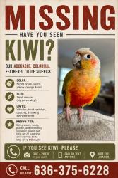 Lost Female Bird last seen Spruce Drive, High Ridge, MO 63049