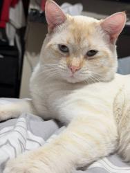 Lost Male Cat last seen Near st and 20 Ave, Edmonton, AB 