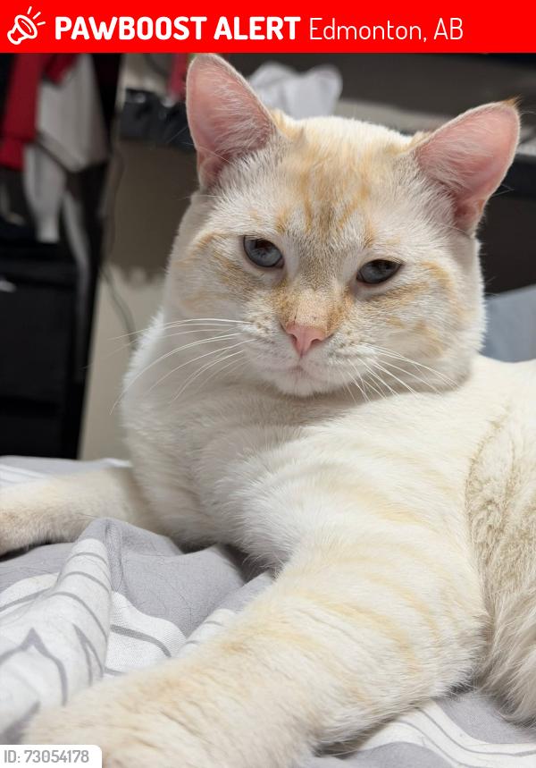 Lost Male Cat last seen Near st and 20 Ave, Edmonton, AB 