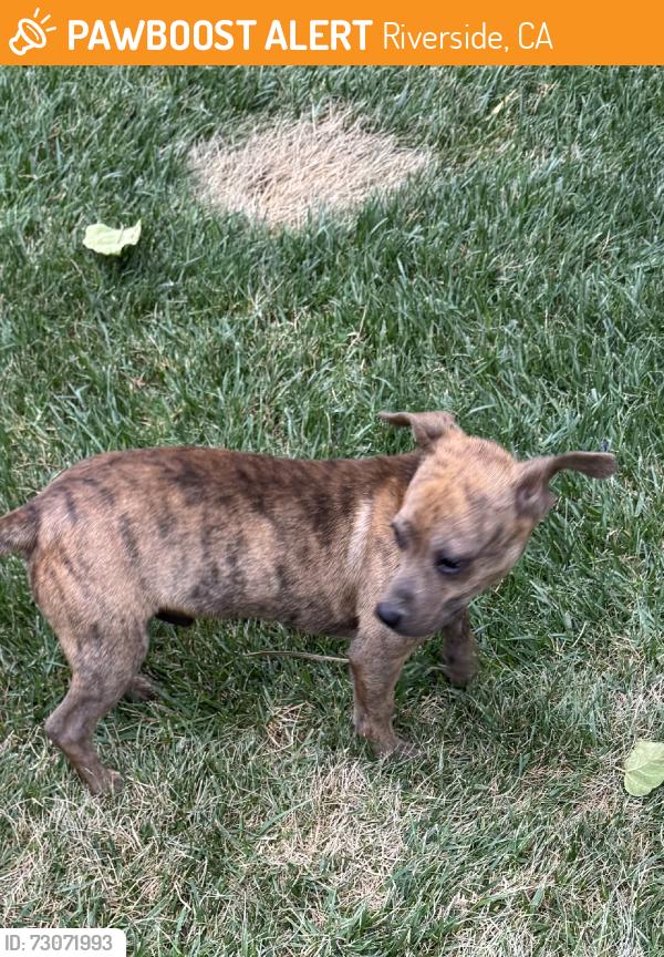 Found/Stray Male Dog last seen 3rd St and Chestnut, Riverside, CA 92501