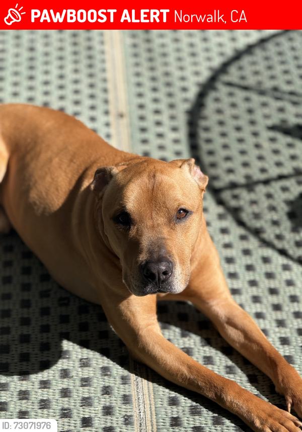 Lost Male Dog last seen Diana’s restaurant, Norwalk, CA 90650