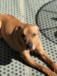 Lost Male Dog last seen Diana’s restaurant, Norwalk, CA 90650