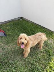 Found/Stray Male Dog last seen San Juan Library, San Juan, TX 78589