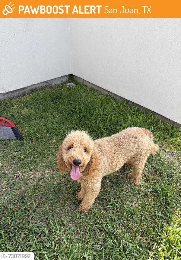 Found/Stray Male Dog last seen San Juan Library, San Juan, TX 78589