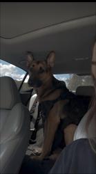 Lost Male Dog last seen Diamond d, Normandy, yellow water, Jacksonville, FL 32234