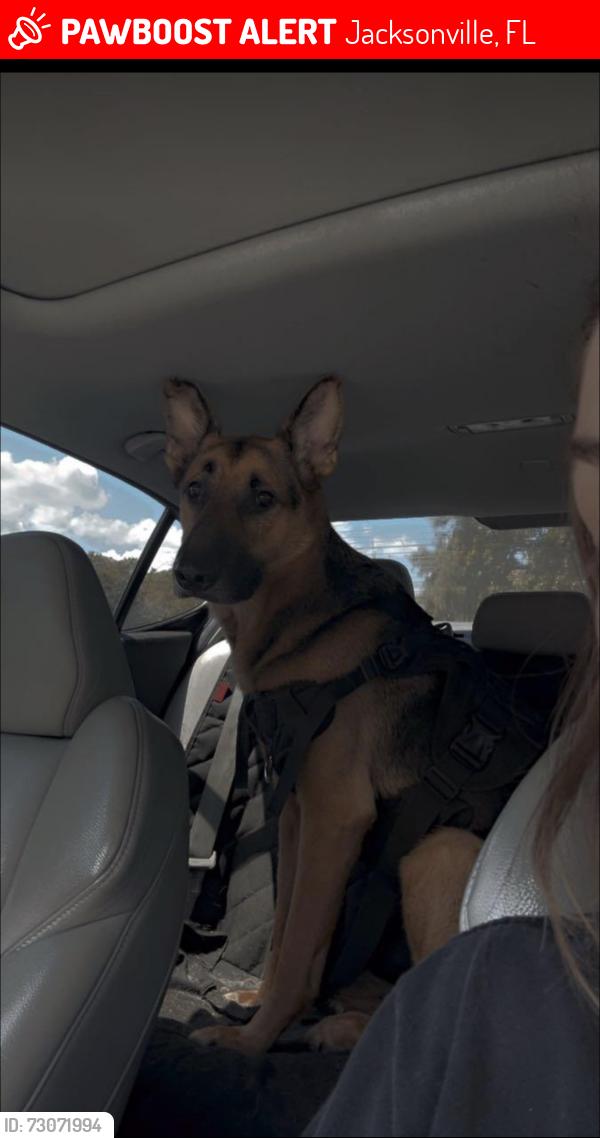 Lost Male Dog last seen Diamond d, Normandy, yellow water, Jacksonville, FL 32234