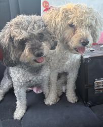 Found/Stray Female Dog last seen 89th ave and Glendale, Glendale, AZ 85308