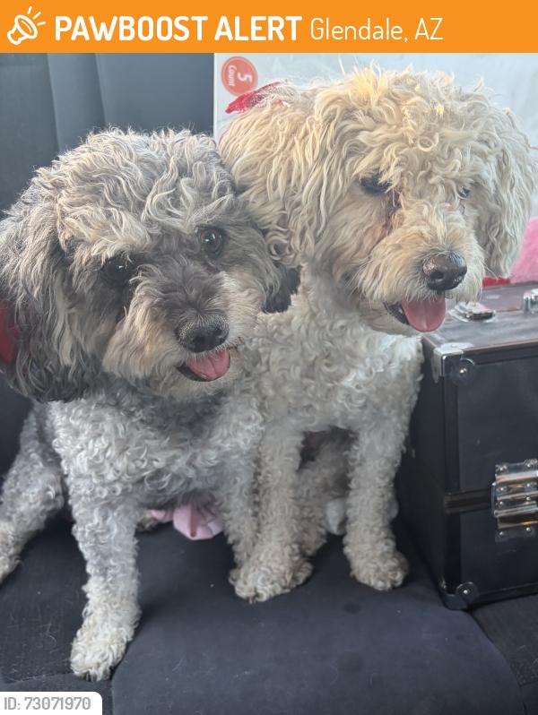 Found/Stray Female Dog last seen 89th ave and Glendale, Glendale, AZ 85308