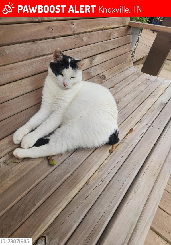 Lost Male Cat last seen DeKalb Martha Washington neighborhood off Alcoa Highway, Knoxville, TN 37920