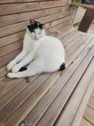 Lost Male Cat last seen DeKalb Martha Washington neighborhood off Alcoa Highway, Knoxville, TN 37920
