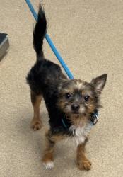 Shelter Stray Male Dog last seen Near Bond St, Lithonia GA 30058, 30058, NY, 3280 Chamblee Dunwoody Rd, Chamblee, GA 30341, USA