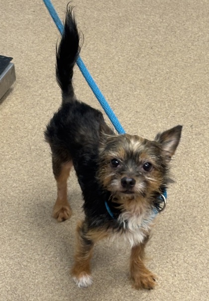 Shelter Stray Male Dog last seen Near Bond St, Lithonia GA 30058, 30058, NY, 3280 Chamblee Dunwoody Rd, Chamblee, GA 30341, USA