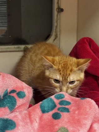 Shelter Stray Male Cat last seen Near Moreland Ave SE, Atlanta, GA 30316, 30316, GA, 3280 Chamblee Dunwoody Rd, Chamblee, GA 30341, USA