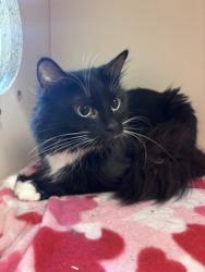 Shelter Stray Female Cat last seen Near Chamblee Dunwoody Rd Chamblee, GA 30341, 30341, GA, 3280 Chamblee Dunwoody Rd, Chamblee, GA 30341, USA