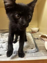 Shelter Stray Male Cat last seen Near Raven Circle, Lithonia, GA 30058, 30058, GA, 3280 Chamblee Dunwoody Rd, Chamblee, GA 30341, USA
