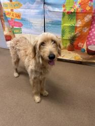 Shelter Stray Female Dog last seen True Temper Road, 29624, Anderson County, SC, 1320 US-29, Anderson, SC 29626, USA