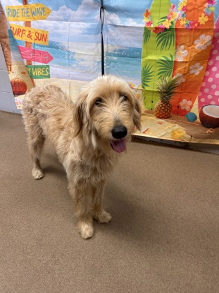 Shelter Stray Female Dog last seen True Temper Road, 29624, Anderson County, SC, 1320 US-29, Anderson, SC 29626, USA