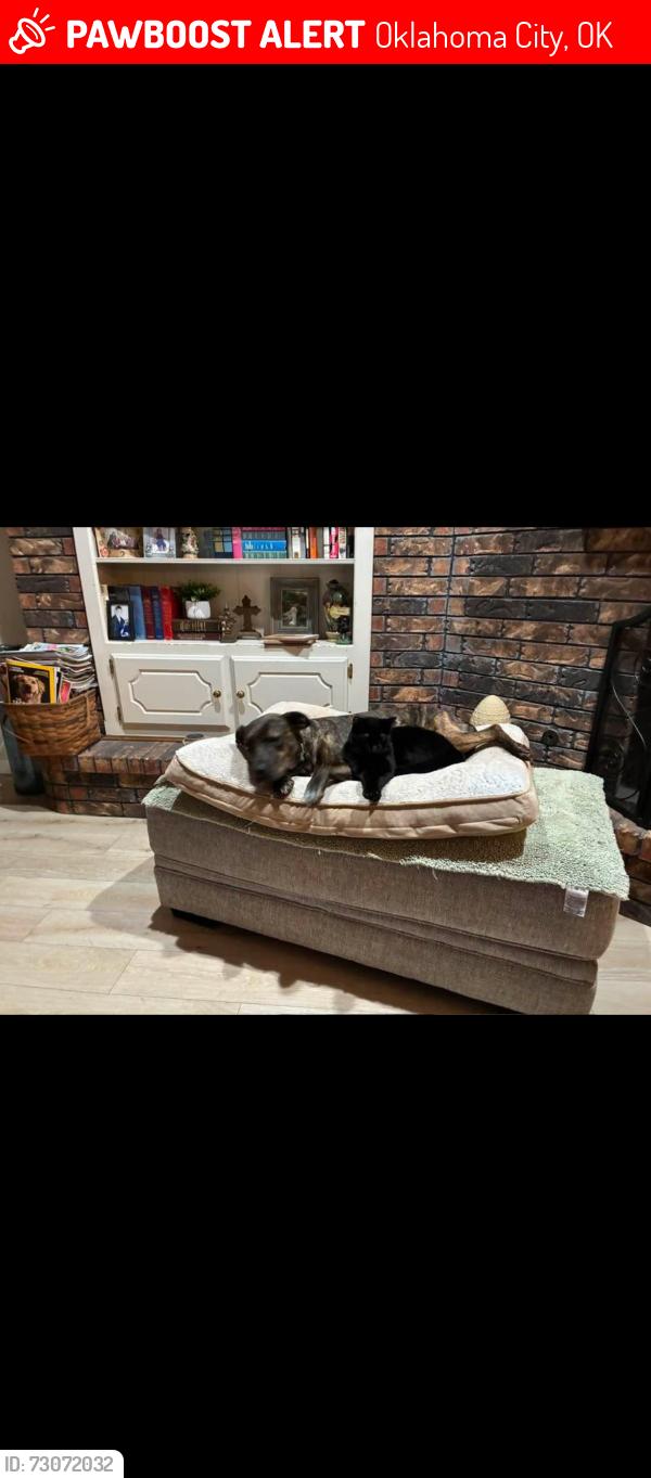 Lost Female Dog last seen Nw 110th street, Oklahoma City, OK 73162