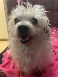 Lost Female Dog last seen Near ave J7 Lancaster CA, Lancaster, CA 93534